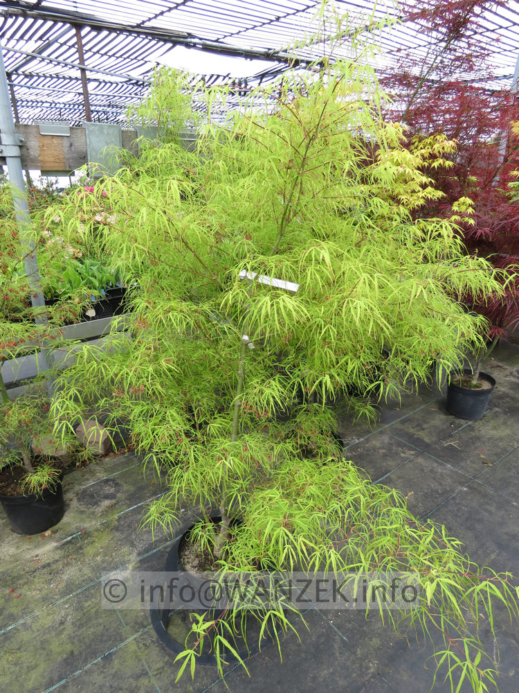 Acer palmatum Koto no ito - Austrieb.JPG